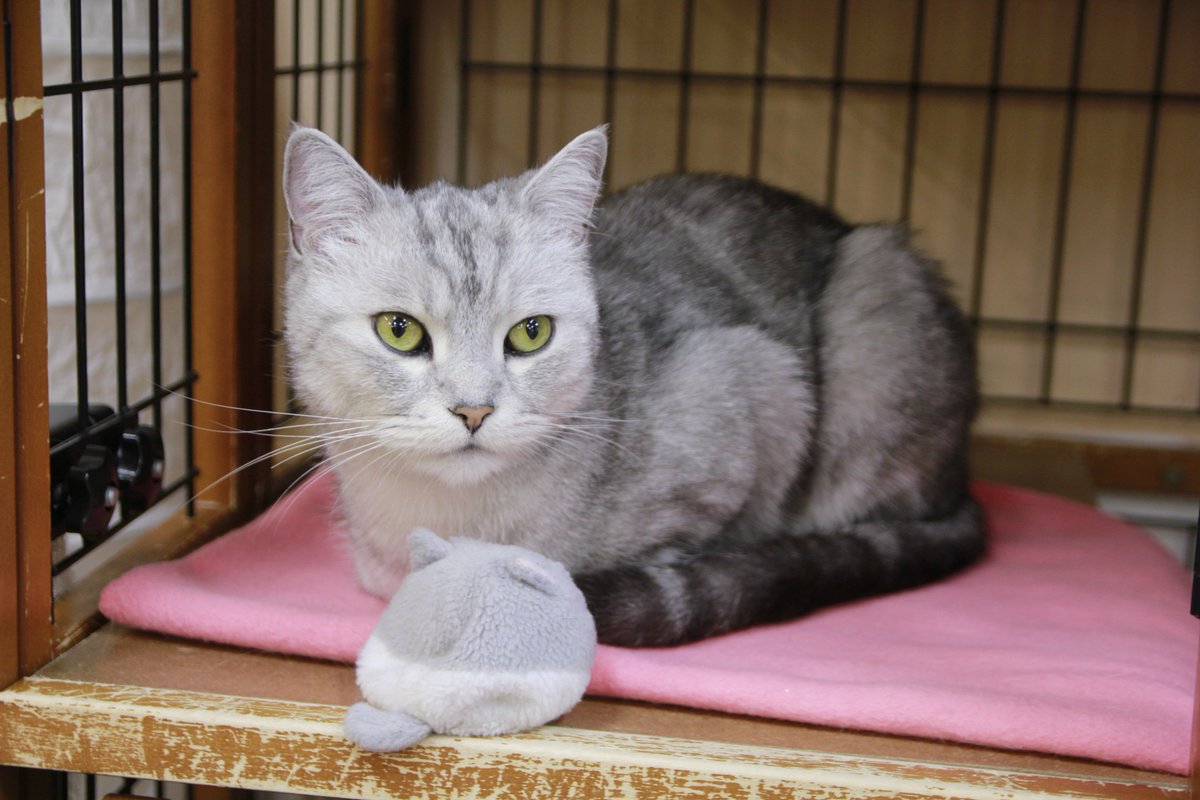 catcafenekorobi's tweet photo. スタッフひなち＆りょうた：おはようございます！開店しております(*^^*)
本日は卒業猫、どらえもんのお誕生日です！！沢山のおめでとうツイートありがとうございます＼(^o^)／
#ねころび https://t.co/StjMYJYxFn
