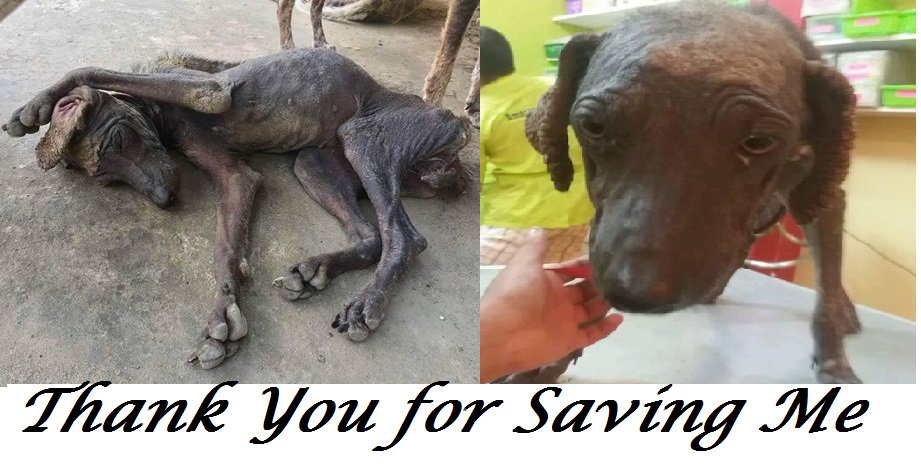 See Laura's progress at mo.nu/4cuH?uid=4mbC. You are saving her $5, $10 at a time! via @amazoncares. #SaveLaura