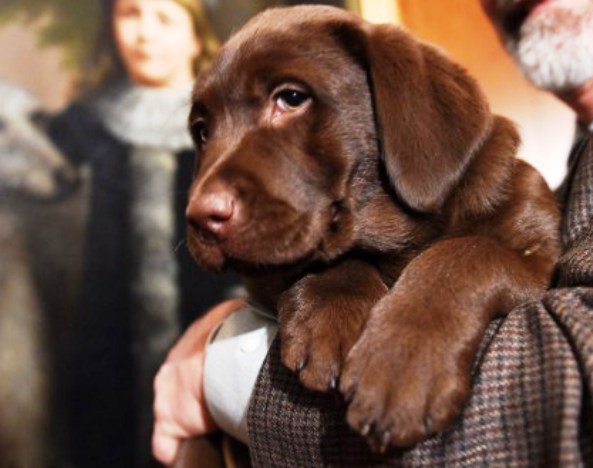 Man chops off puppy's legs in Dwarka area of #Delhi
abplive.in/india-news/man…