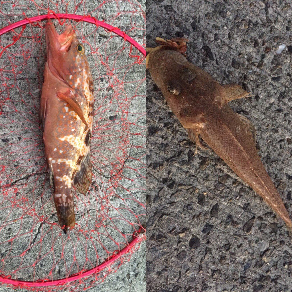 nacavel's tweet photo. アオリが釣れない。ワーム投げたら何とかこれだけ。
アコウの刺身とアラ汁にはありつけました。(^｡^) https://t.co/pvNNMaIXp0