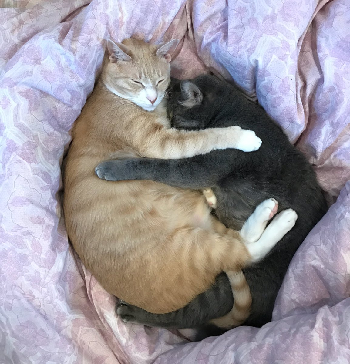 南々井梢 V Twitter くっつくくらいならまだしも 抱き合って眠るって 人のお布団の上でなんなの 尻尾とか足の密着度まですごい 我が家も今日もbがlです もう アイジとヒナに改名しようかな ラブチクはblではありません が 妄想はご自由に この後 南々井梢 V Twitter くっつくくらいならまだしも 抱き合って眠るって 人のお布団の上でなんなの 尻尾とか足の密着度まですごい 我が家も今日もbがlです もう アイジとヒナに改名しようかな ラブチクはblではありません が 妄想はご自由に この後