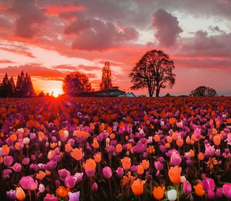 " Pero no tengas miedo a que nadie te recuerde: la poesía jamás te olvidará." 🌷
                      Elvira Sastre