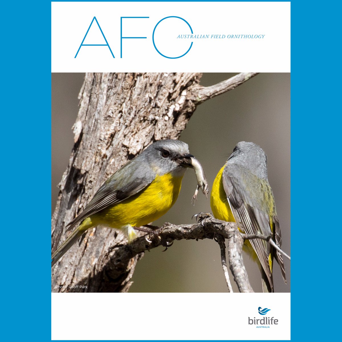 AustFieldOrnithology (@afoonline) on Twitter photo The hardcopy of AFO Volume 33 (2016) is now available for order. Email afo@birdlife.org.au for more info! <a href="/BirdlifeOz/">BirdLife Australia</a> #ornithology The hardcopy of AFO Volume 33 (2016) is now available for order. Email afo@birdlife.org.au for more info! <a href="/BirdlifeOz/">BirdLife Australia</a> #ornithology