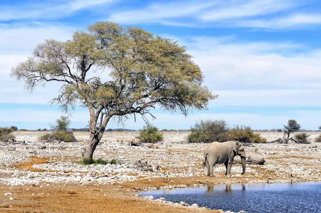 GreatPictures's tweet photo. It spans over an area of 22,270 square kilometers, is home to hundreds of mammals, birds and reptiles. Etosha National Park, Namibia. https://t.co/23H3oiYN6Y