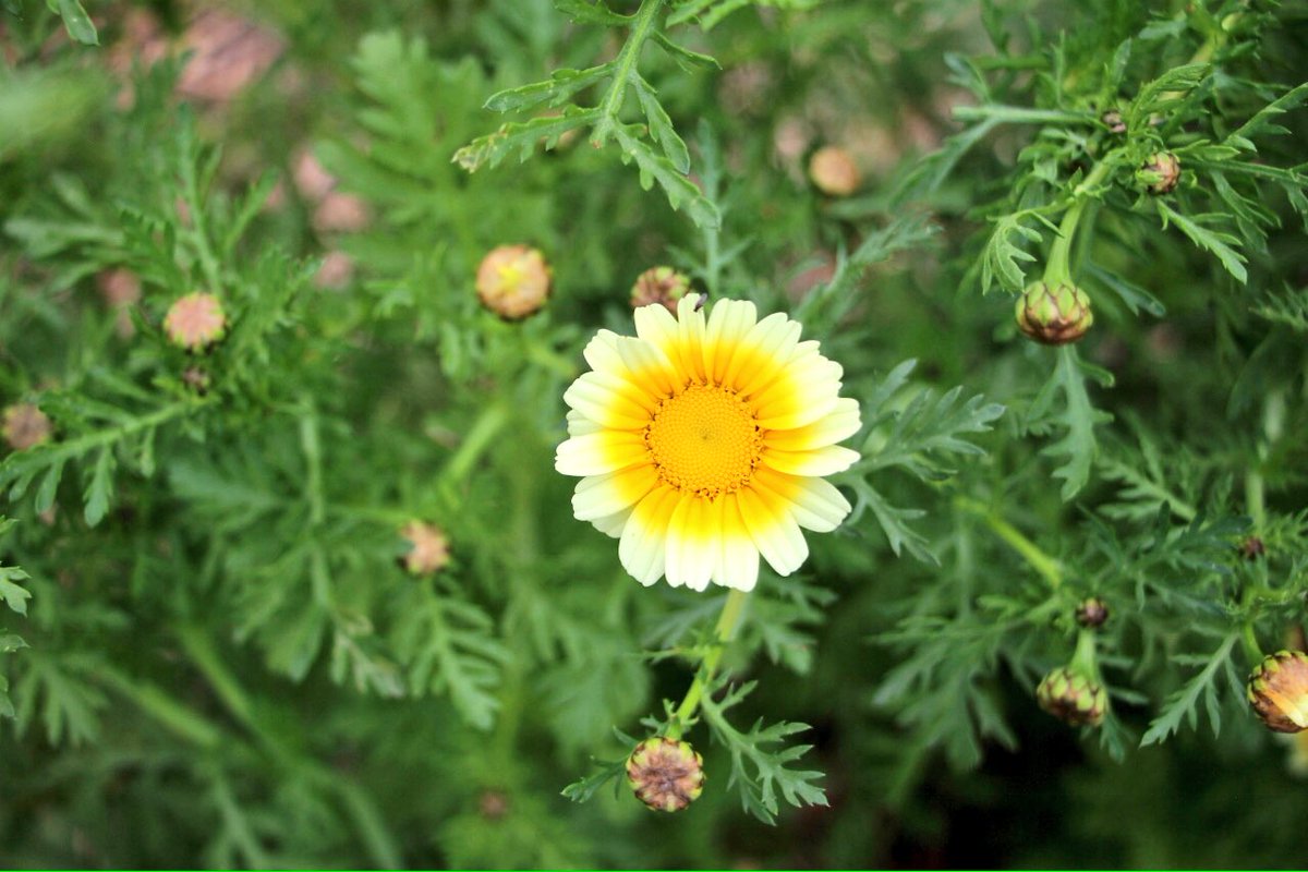 Shungiku - edible chrysanthemum flourishing at Brae Farm. The entire plant can be eaten including leaves, stem and root.