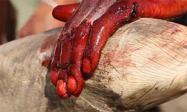 jenpoetess's tweet photo. Blood #ivory exposed: https://t.co/k2hZlfVQ93 via @OUTDChannel #ivoryfreePA https://t.co/tQmy21bzLT