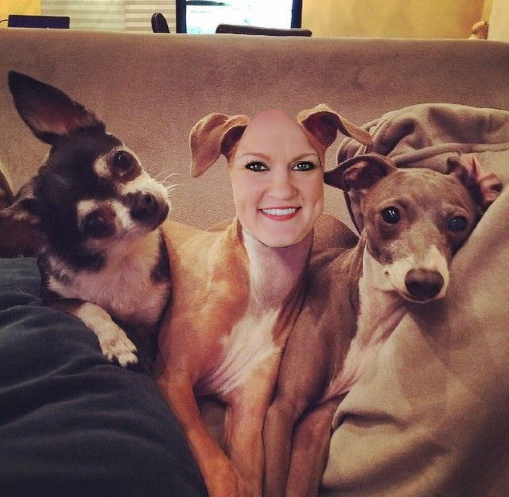 Марблс собака дженны марблс. Марблс собака. Левретка кермит. Марблс собака. Марблс собака дженны марблс.