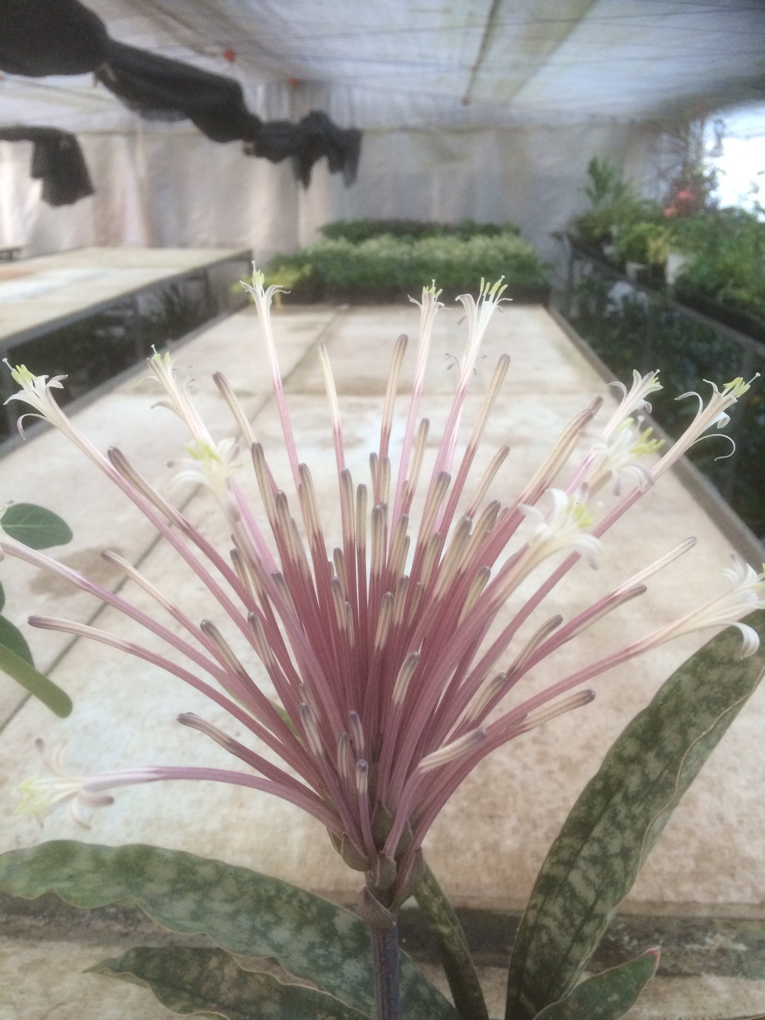 サンスベリア キルキープルクラ　希少大株！送料込み サンスベリア キルキープルクラ 希少大株！送料別です！