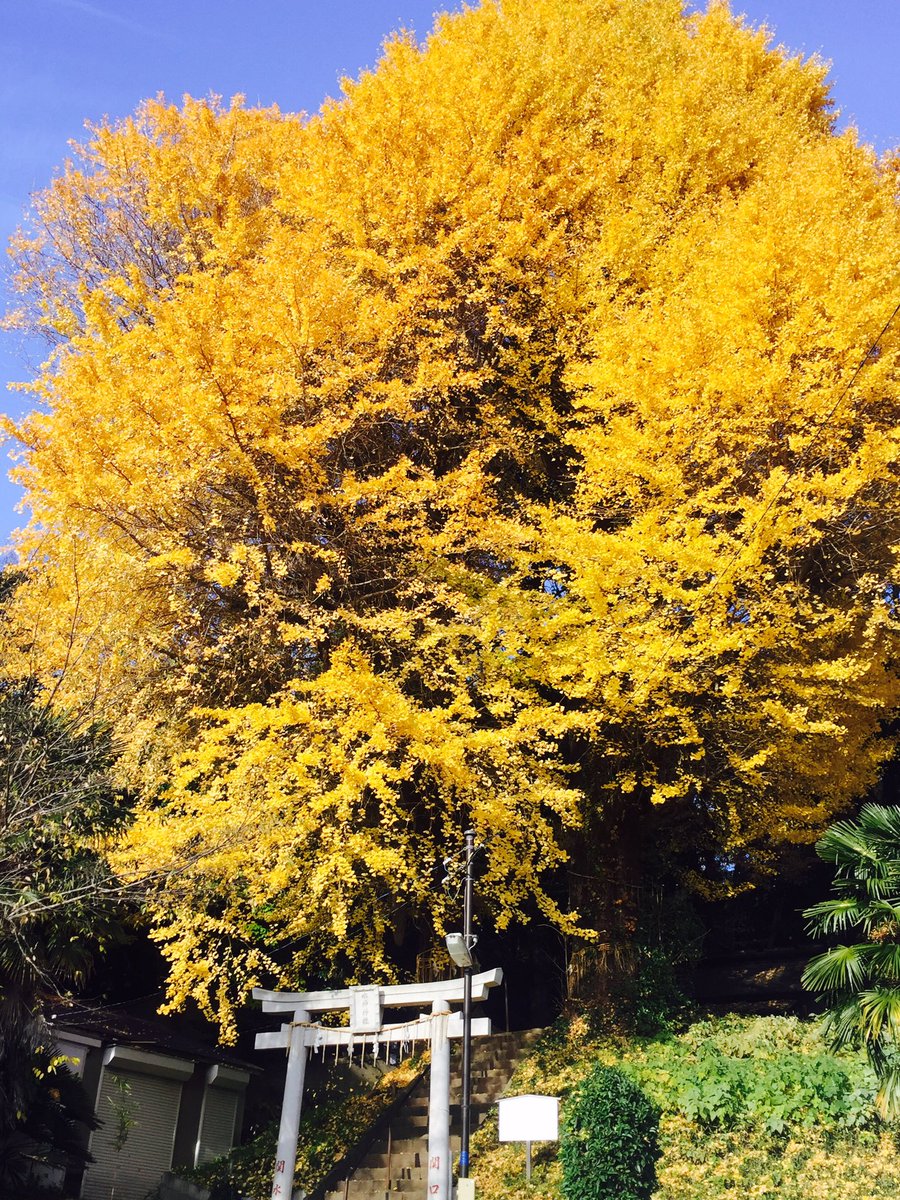 ホテル椿山荘東京 Auf Twitter ご近所の水神社の大銀杏 自然が創る色の美しいコントラストに出会えます この先の新江戸川公園の庭園も見事です 紅葉 神社 美しい景色 やさしい時間 秋 江戸川橋 文京区