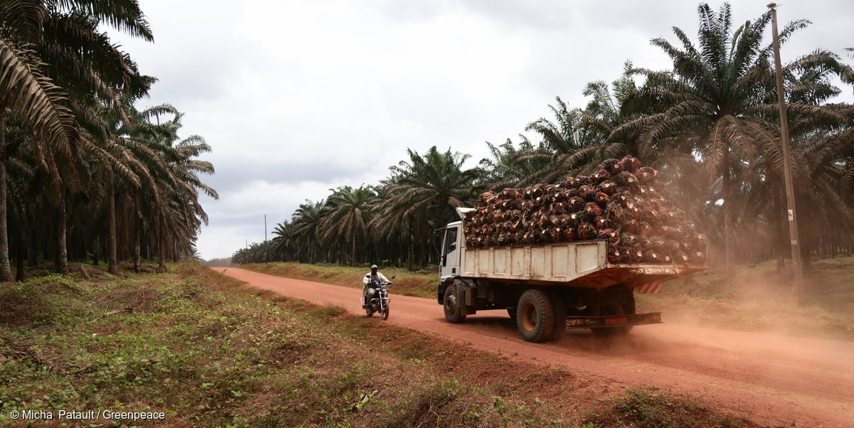 Palm oil boom: companies must clean up their act in Africa act.gp/2hjEpUl ACT HERE! act.gp/2hjwxCi