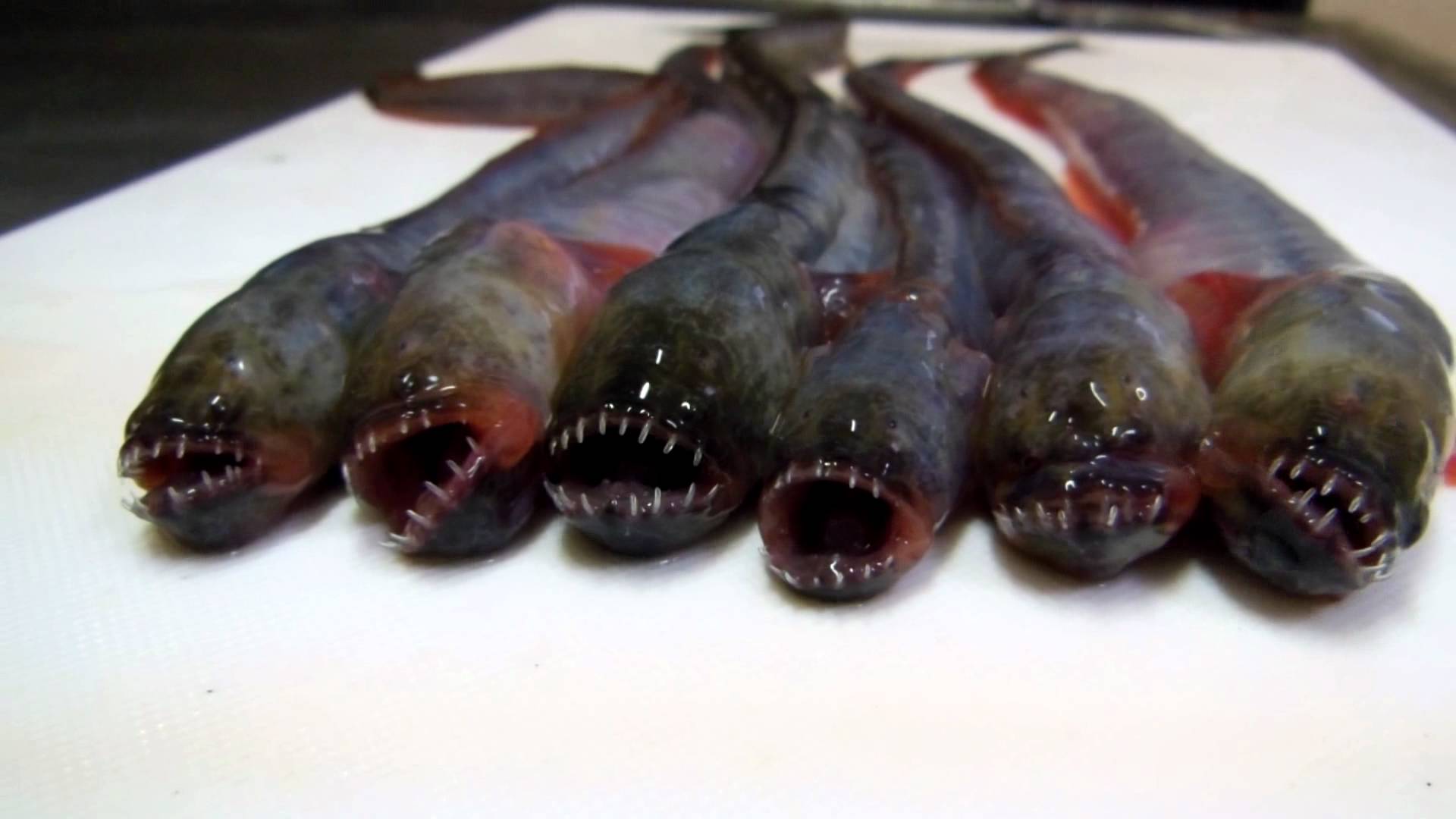ミスター磁石 脳筋動画編集者 Trpgmrmagnet 3 ワラスボ 見た目が完全にチェストバスターな怪魚 でも実は噛まれてもあまり痛くないという外見詐欺 日本の有明海で食用に捕まえられている 干物にされ 珍味として普通にコンビニで売られているとかいない
