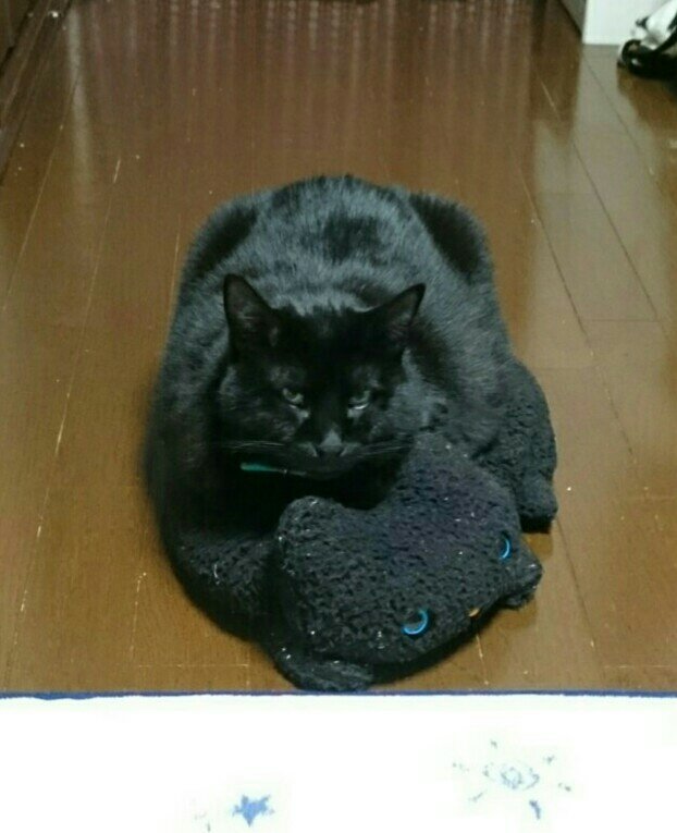 黒どら猫 黒猫テッシュカバーと同化 こんなカエルおる 必ずﾌﾐﾌﾐしてから乗ります 月丸