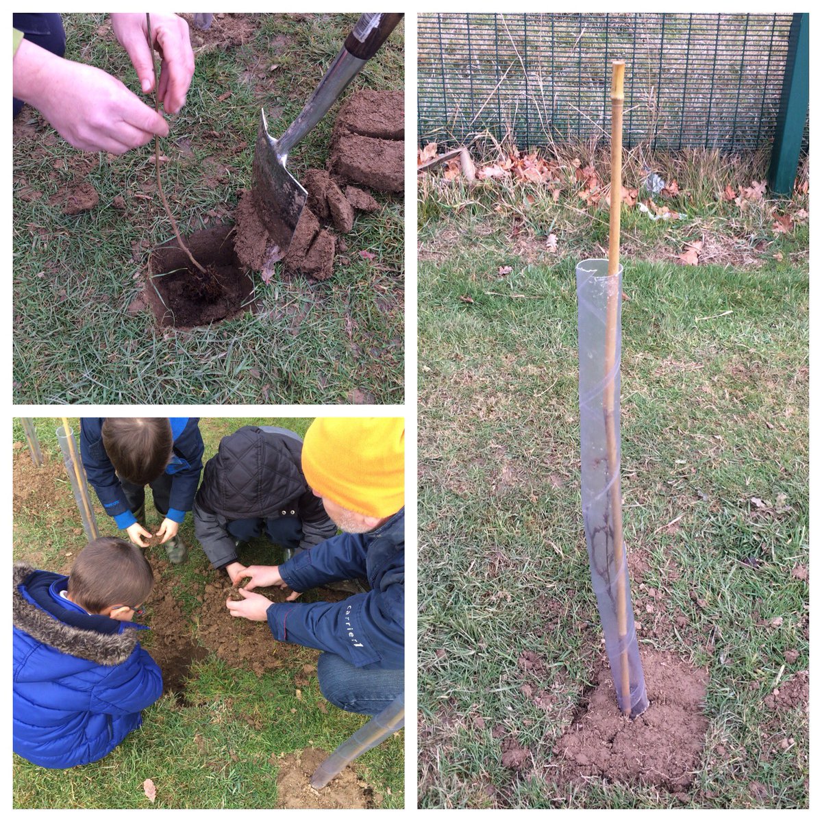 Baird_Explorers's tweet image. We enjoyed learning about &amp;amp; planting Hazelnut trees as part of our 'Whole School Community Tree Planting Project' @Baird_Primary #420Trees