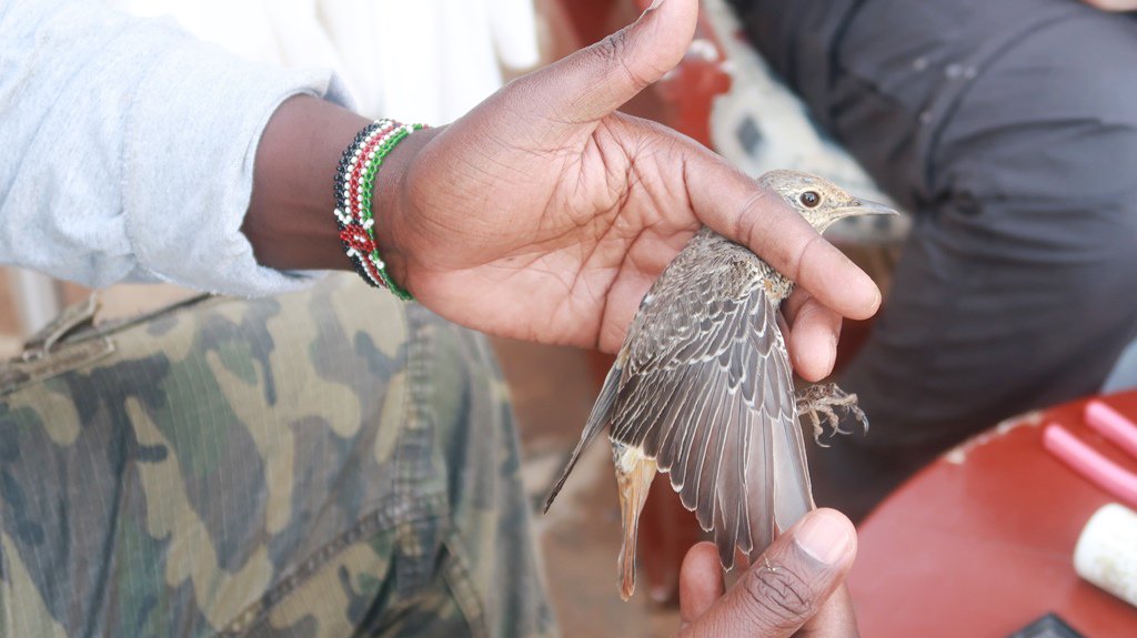 nguliasafari's tweet photo. The Tsavo West activity brings together birders from Kenya and other parts of the world to Ngulia Safari Lodge every year. #BirdRinging https://t.co/YJOWDQIs86