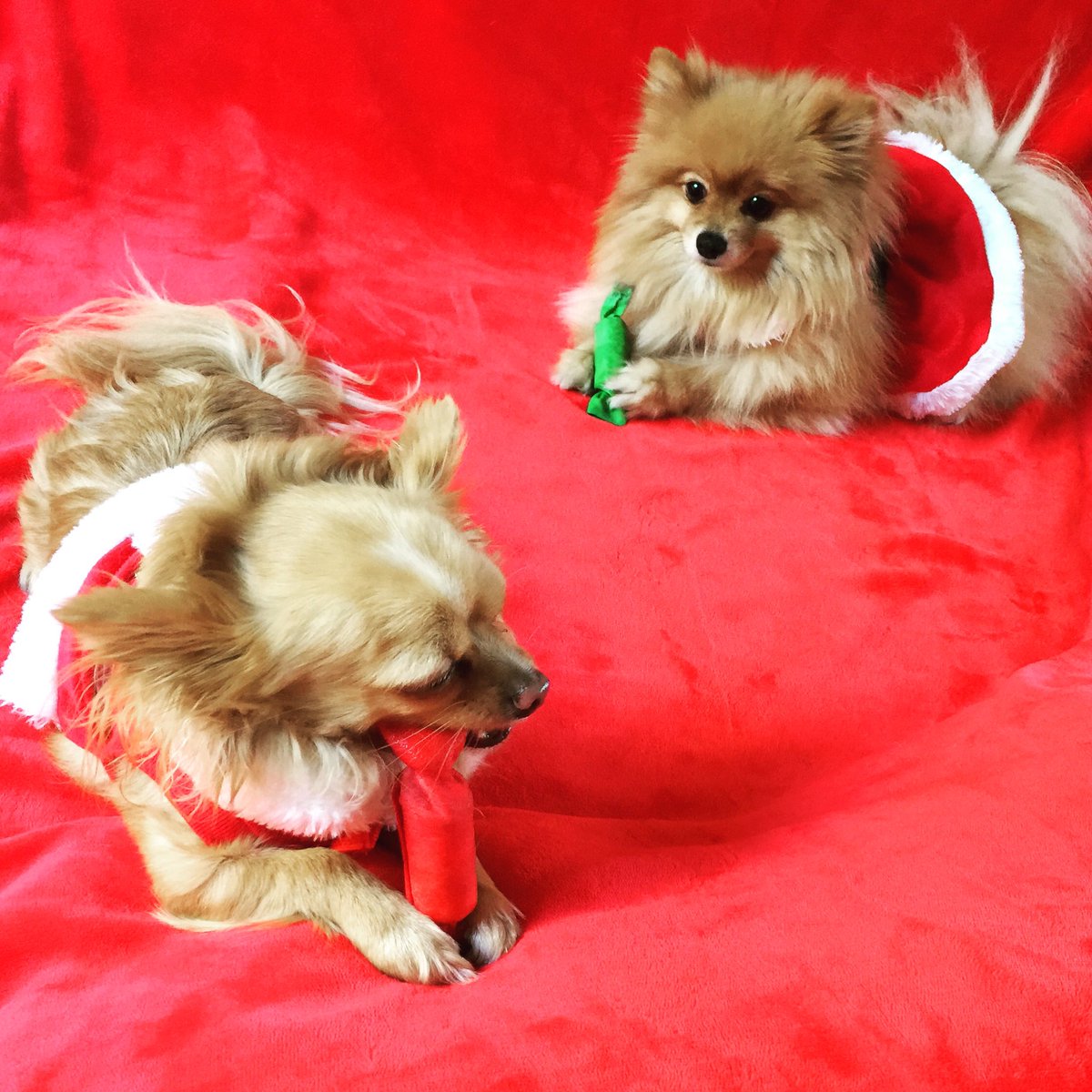 Gayane1982's tweet photo. My #fuzzybabies ready for #Christmas 🐶🐶❤️ https://t.co/GNPsqVcan9