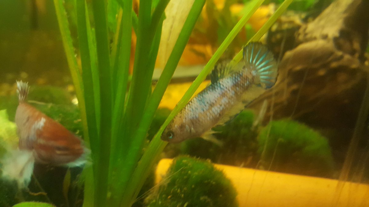 SiobhanBriers's tweet photo. My marble bettas female in the last 12 days! ๐ @BettaInfo #betta #marblebetta https://t.co/2vbP3uK7As