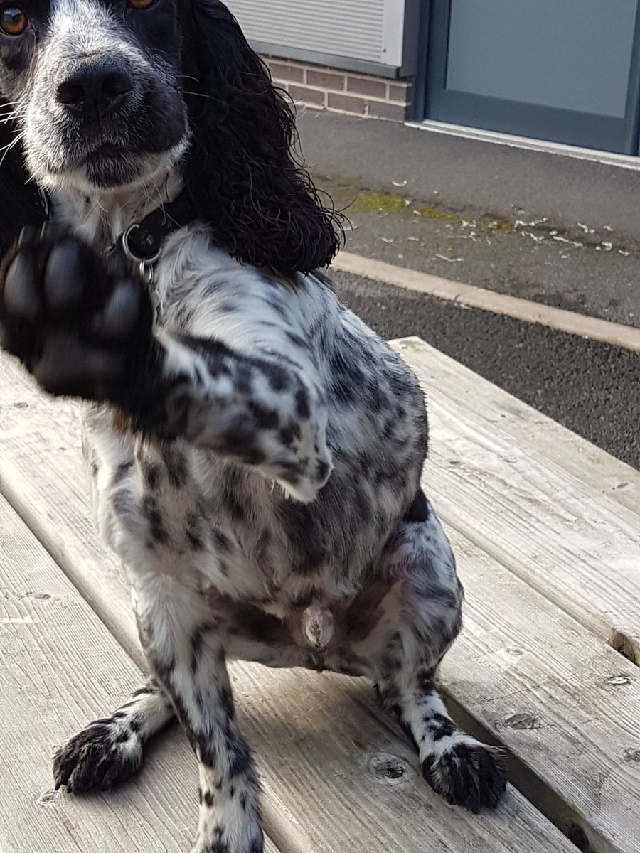 MidsDog's tweet image. Today's job sorted now on route to assist @DerbyshireFRS with an investigation in clay cross