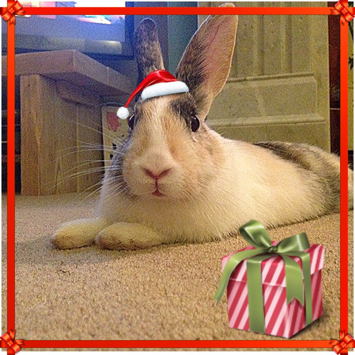 Lagolearn's tweet image. Day 8. Photoshop is the ONLY safe way to dress up your bunnies! Thanks K Armstrong for the great photo! #adventcalendar #rabbit #lagolearn