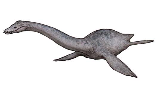 しゃりーと On Twitter 13 エラスモサウルス 皆もよく知る 首長竜 の代表 プレシオサウルス類の中でも 特に首が長い種 フタバスズキリュウはこいつの近縁種だ 可動性の高い首は縦横無尽に動き回り 時に空を飛ぶ翼竜さえも捉え捕食したという この時代オンリー