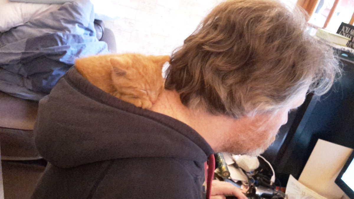 cultauthor's tweet image. To make up for tea on computer, here is a picture of Bear as a kitten in his favourite place.