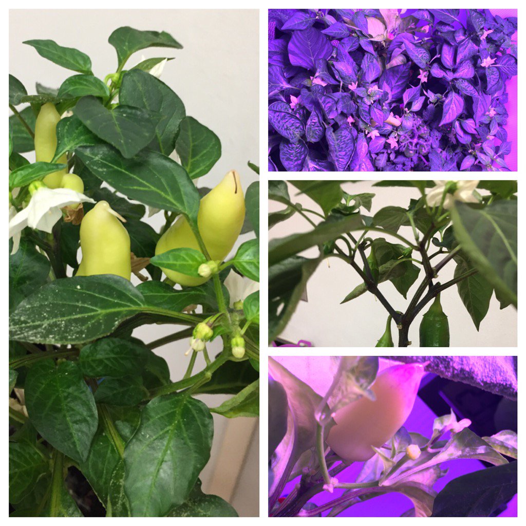NHS_Magnet's tweet photo. We have peppers! Northeast's Biotech 2 classes GBE (growing beyond Earth) project #NASAveggies #fairchildchallenge https://t.co/IKIHj8SaNF