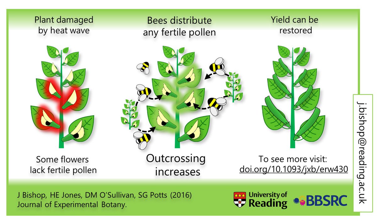 jakecologist's tweet photo. Plant-pollinator interactions are dynamic and changed by extreme weather - implications for #climatechange impacts https://t.co/LHGbdolopY https://t.co/VzFvD8At3L