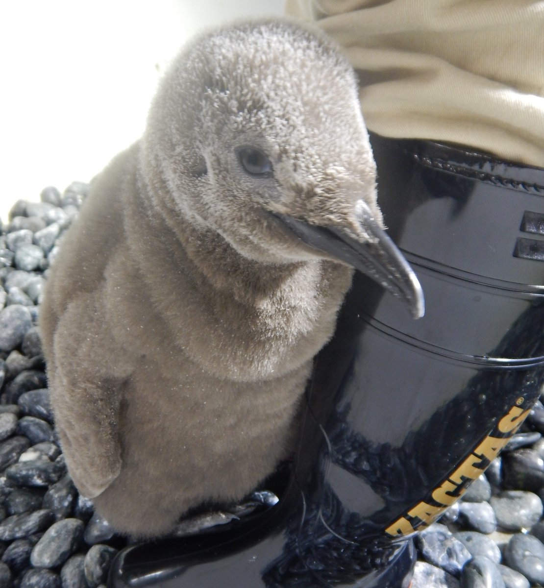 もふもふが目印 海遊館にいる可愛いペンギンの赤ちゃん もふもふが目印 海遊館にいる可愛いペンギンの赤ちゃん