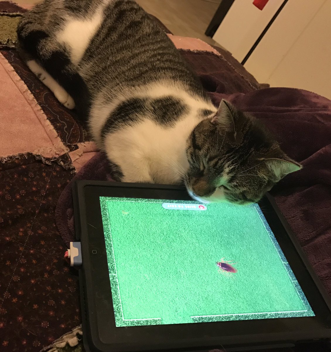 sookieinthecity's tweet image. Is it Friday yet? #exhausted by catching roaches #workingkitty #thursdaymood #thedayhasjustbegun