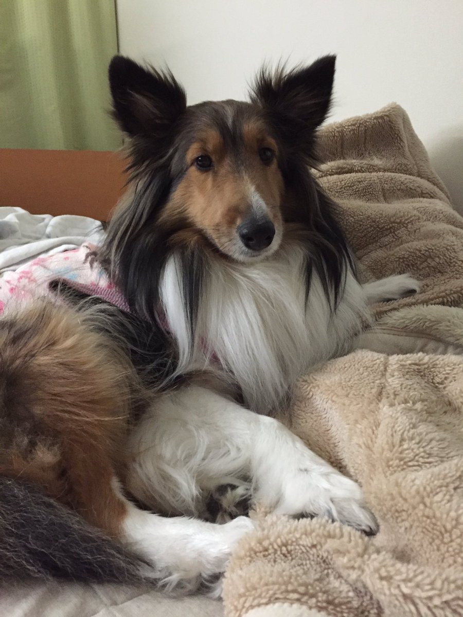 犬大好きっ Parl Bot1130 Twitter