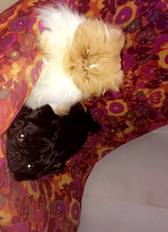 Have I introduced Sushi? He's my brother who is a snobby Persian kitty but I love him bc he understands my #flatfaceproblems- Sid T Pug