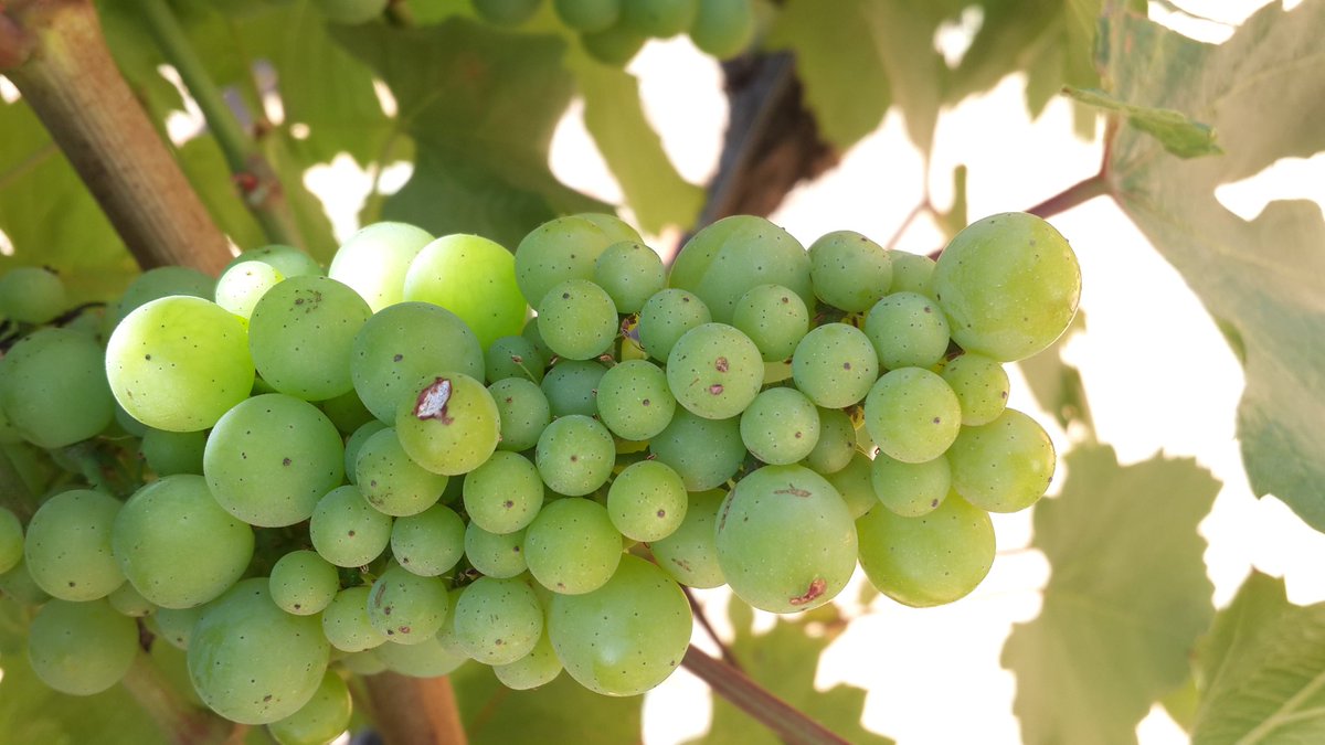 Millerandage on Chardonnay ... everywhere this season