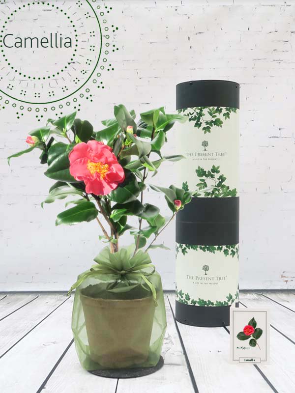 ThePresentTree's tweet image. A totally-charming, heart-warming, winter-blossoming Christmas gift coming your way. Click here: ow.ly/VVTB306VKvA #ALLSORTED