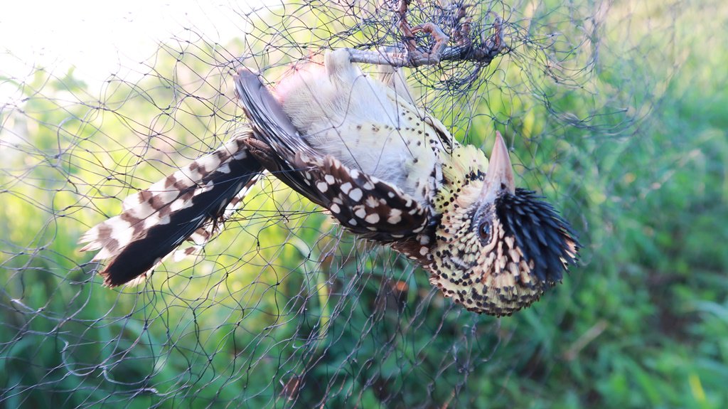 nguliasafari's tweet photo. Bird ringing is a mega event that takes place every year in Ngulia during the fortnight stretching from late NOV to early DEC. #BirdRinging https://t.co/FKyvVu3Dfl