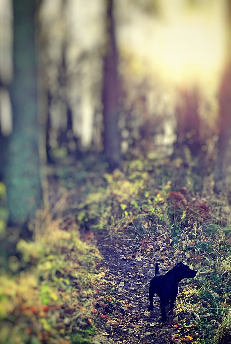 mogsanddog's tweet photo. A beautiful walk with the wee lassie 🐾❤️ #dogs #outdoors #nature #woods #walkies https://t.co/MVYiqoQ12m