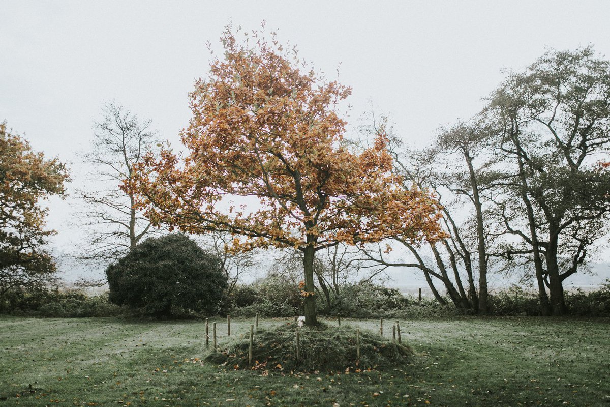 Festivalbrides tweet media