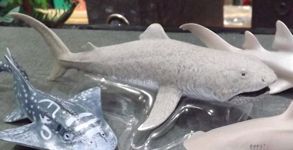 nurse shark toy