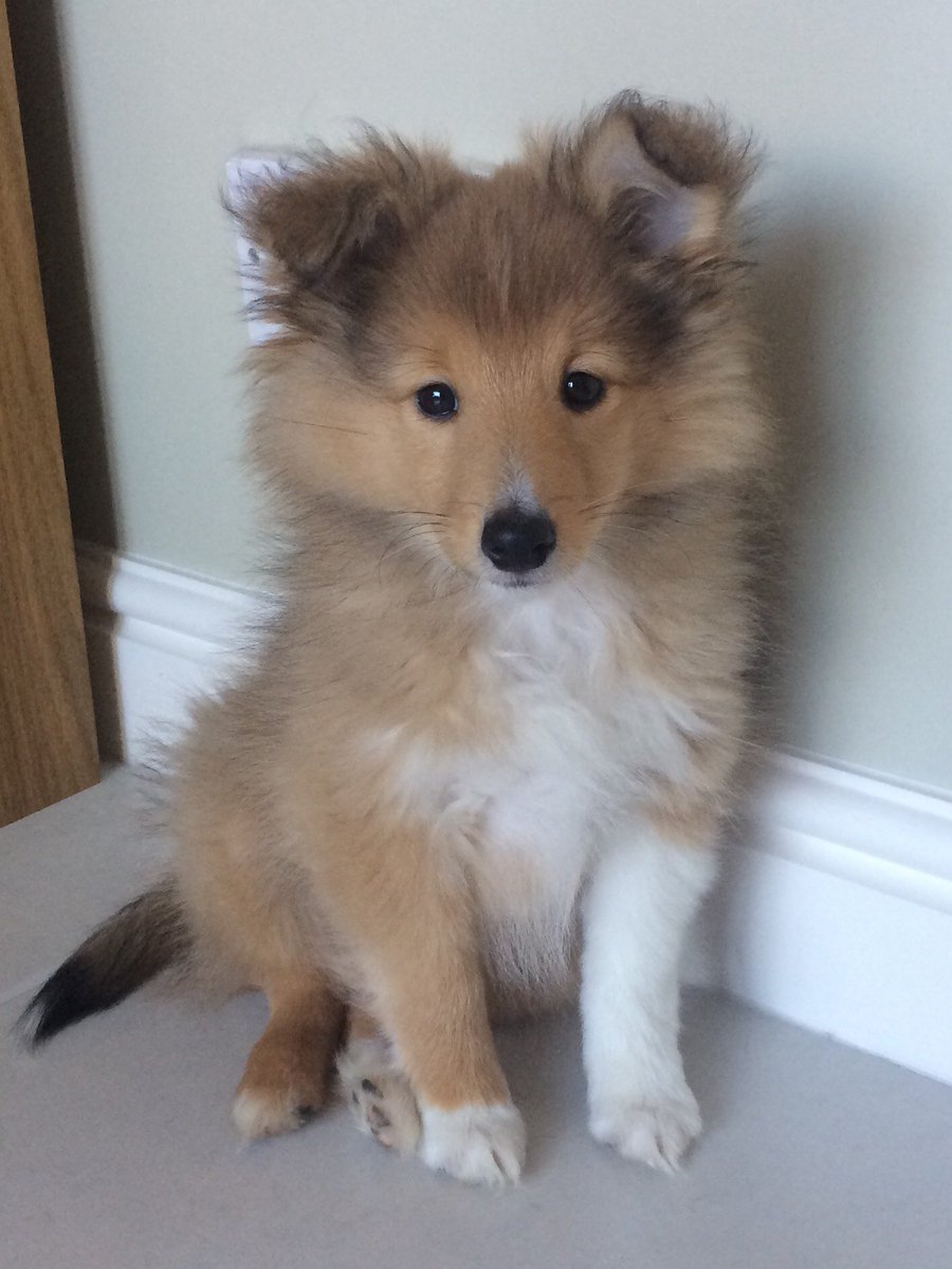 Vets Klinic tweet media