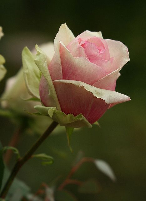 ﮔﻠــﻦ ﻋـﻠـﻰ #ﻋــﺮﻭﻕ ﺁﺻﻠـﻬﮧ ﻳﻤــﺪ ﺁﻟﻤــﻮَﺍﺟـــﻴﺐ ❈
❆ﻭﮔــﻠـﻦ ﻋـﻠــﻰ ﻣـﺮﺑـــﺂﻫﮧ #ﻳﻨـﻄـــﻖ ﻟﺴَﺎﻧـــﻬﮧ❥✔

ا