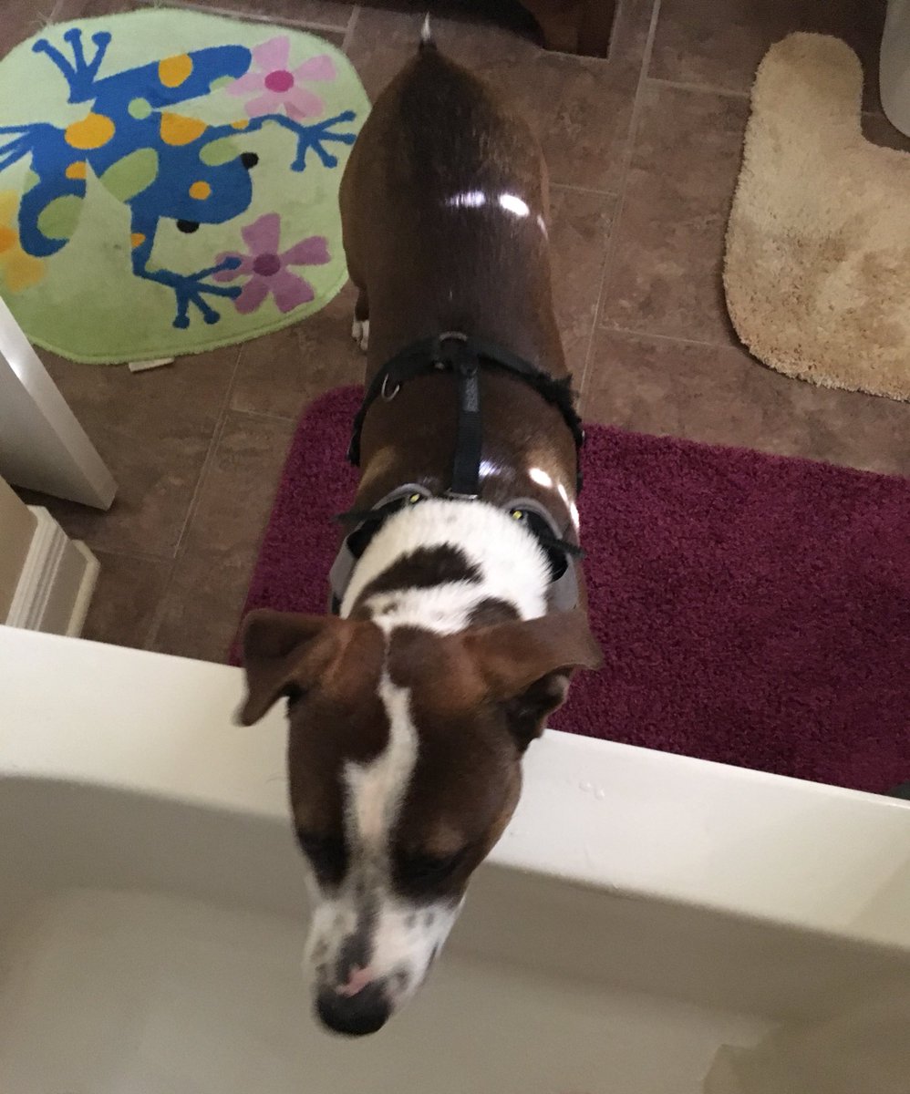 tikigurlsmom_'s tweet photo. He's been waiting for me to get out the shower lol. #hemissedme #boxpit https://t.co/pwzczIhZoz