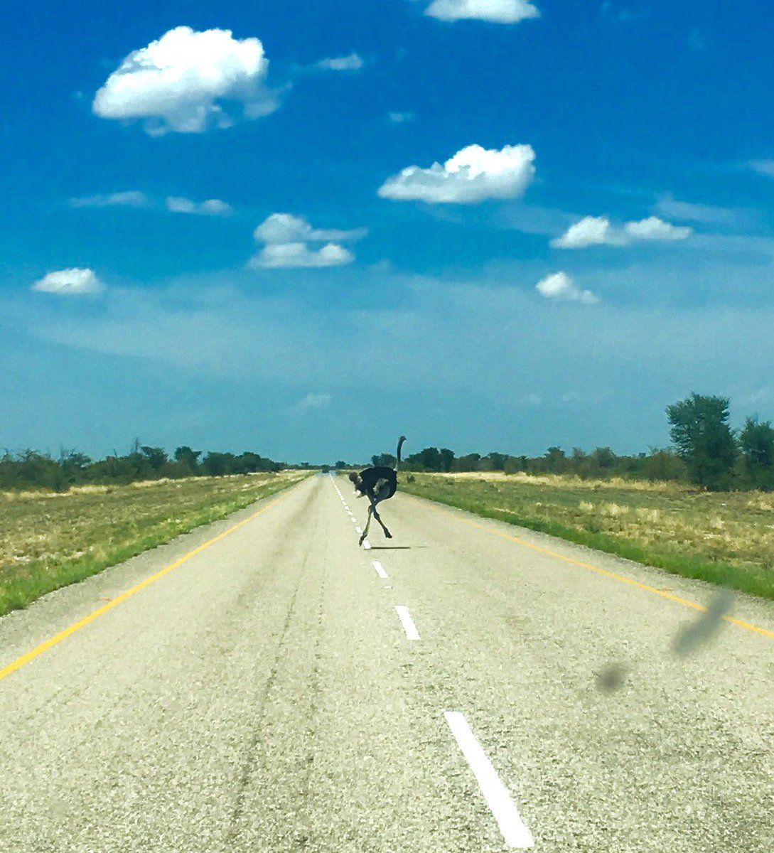 Botswana Road Runner! Meep meep! #nxaipan #lostinbots #ilovebotswana