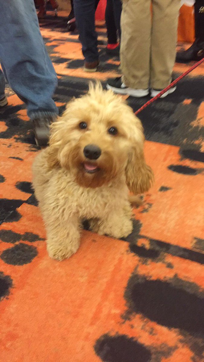 D_Gordon07's tweet photo. Met the cutest and happiest puppy ever today at the #threadnation fair down here for @QuickenLoans. Love my job! @Caninetofive https://t.co/LwfqhQuXF9
