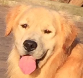 Just Paws w/the Therapy Dogs TODAY 11AM-12:30PM CHWB G-60!  Melt your stress away before finals!  <a href="/IUPedu/">Indiana University of Pennsylvania</a> @IUPHealth <a href="/IUPOHRLD/">IUP Housing</a> <a href="/AsSeenAtIUP/">AsSeenAtIUP</a>