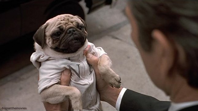 weloveourpugss's tweet photo. How To Start Training Your Pug
Learn here ==> https://t.co/zmlYSyehvT

#pugtraining #pug #pugs #pet #dog https://t.co/F1jxP3pGNd