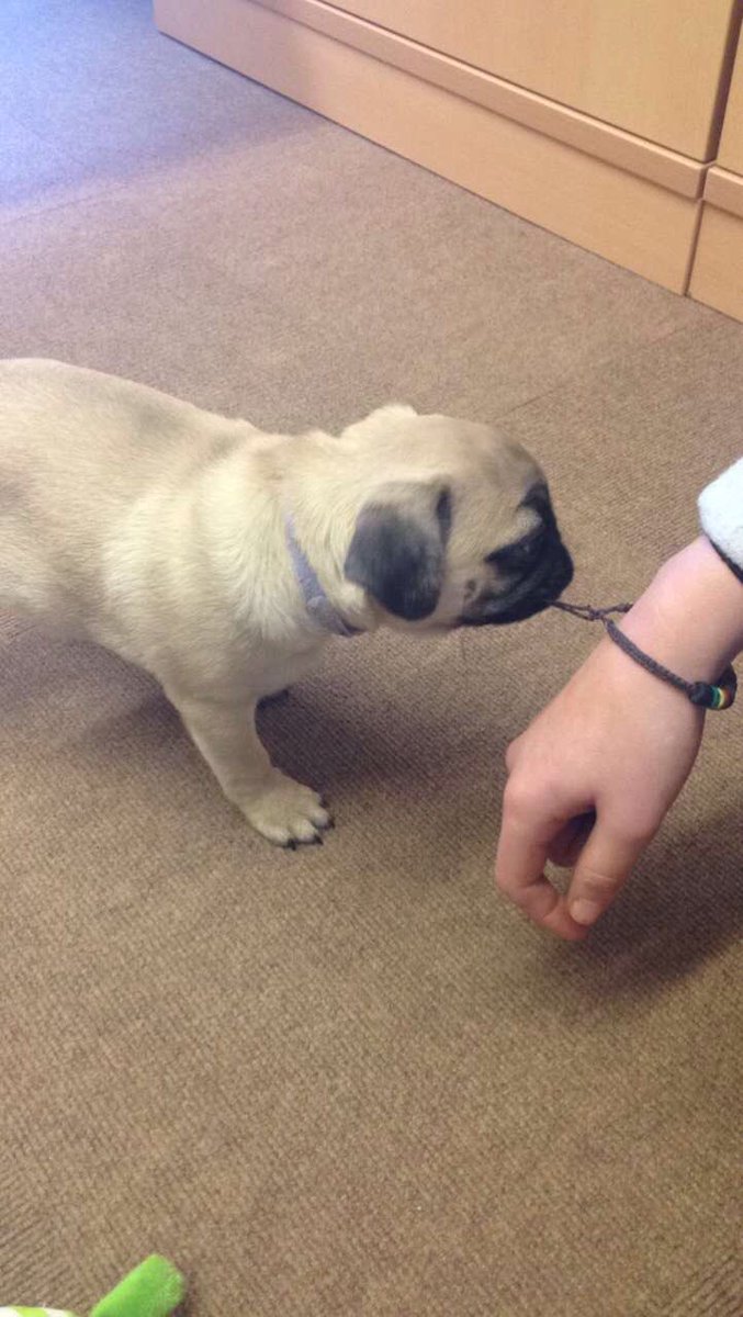 hayes_pippa's tweet photo. When your headteacher brings their 12 week old pug into school ❤️️😩🐶 #Pugba #pug https://t.co/LxTDN6qxKn