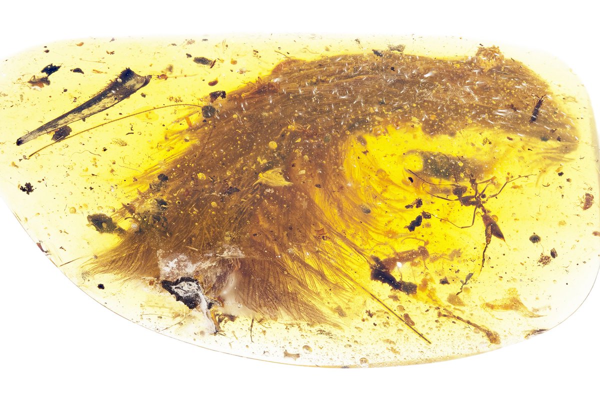 Palaeocast's tweet image. News: Feathered dinosaur tail found in amber!
palaeocast.com/feathered-dino…
#FossilFriday #Dinosaur #Feather #Cretaceous
Image: RSM/ R.C. McKellar