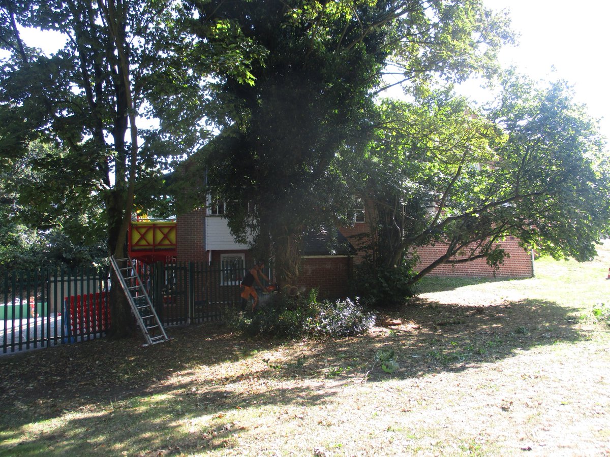 Romanrivertrees's tweet image. We recently worked on a Sycamore tree in #Fingringhoe #Colchester brightening up the classrooms in the primary school! #treesurgeon #essex