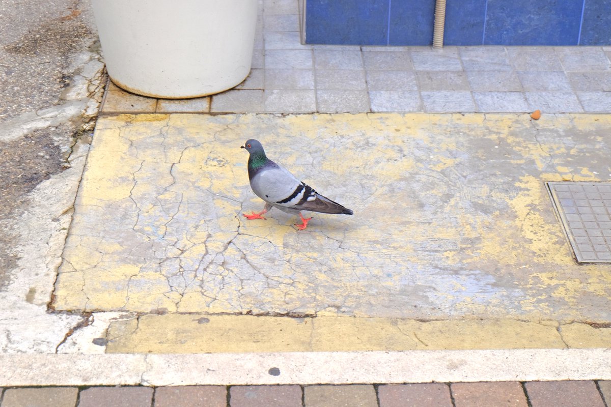 Blue - Photo by @Carla_A_B_B #photography #nature #birds #pigeons #sustainability #colour #enchantingnature