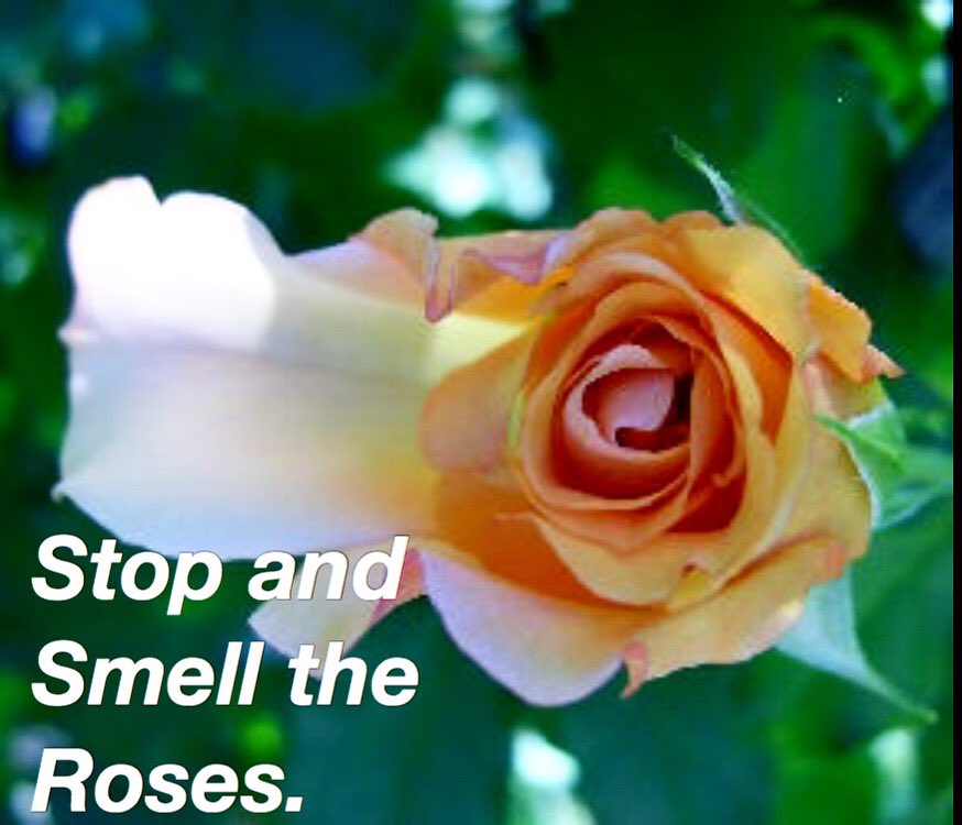 WritingHealing's tweet image. Stop and smell the roses.
Stop and tell your story