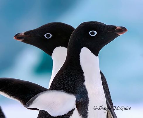 g_expedition's tweet image. Again our Photographer in Residence takes an incredible pic of Adelie #penguins in #Antarctica beauty beyond words #gadv #justgoexplore