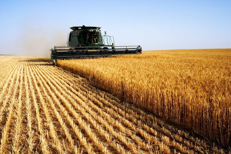 BDliveSA's tweet image. Column | Embracing diversity in agricultural policy making is critical, writes Wandile Sihlobo ow.ly/R72j306VoUd